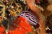 Phyllidiella rosans-Mahe Anse du riz-13m-20190609-Denis-ADER-DSC_8246_tn